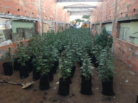 Interceptació de 400 plantes de marihuana