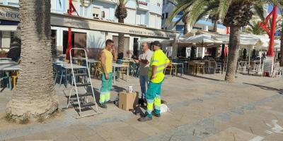 Morrut Roig